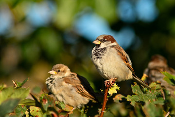 House sparrow on a bush