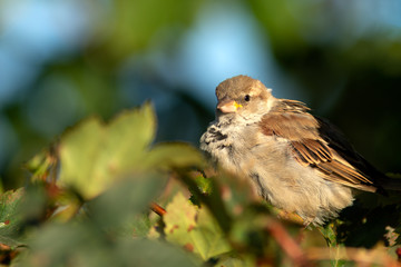 House sparrow on a bush