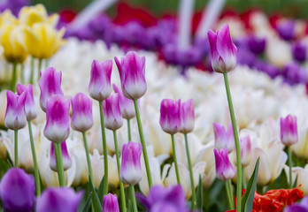 white pink tulips against the background of tulips of different colors