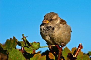 Beautiful sparrow bird on a bush