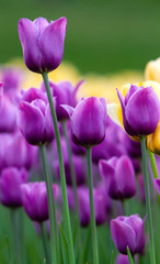lawn with purple tulips, view from below, in the background yellow tulips.