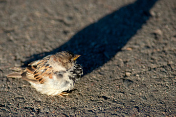 Small sparrow bird sits on asphalt