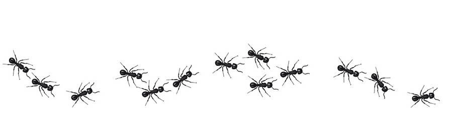 A line of worker ants marching in search of food. Vector banner - 223347077