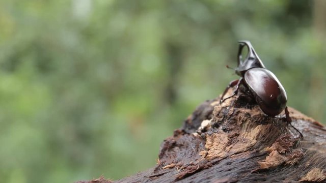 (rhinoceros beetle), The Siamese rhinoceros beetle (Xylotrupes gideon) or fighting beetle, It is particularly known for its role in insect fighting in Thailand. New trend of Awesome pets