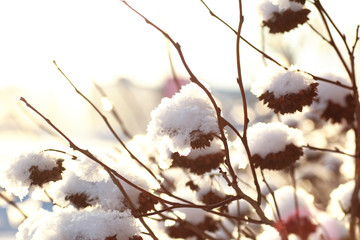 branch of the plant covered with snow winter macro