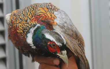 pheasant in hand