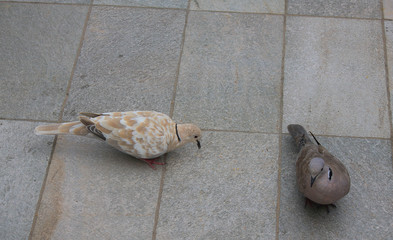 turtledoves looking for food