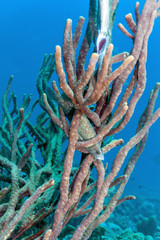 Caribbean coral reef soapfish