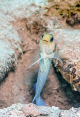  yellowhead jawfish,Opistognathus aurifrons,