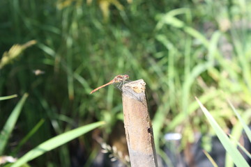 Libelle in der Sonne