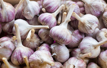 pile of fresh garlic, lots of garlic heads