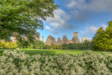 Fototapeta na wymiar Central Park, New York City, sheep meadow