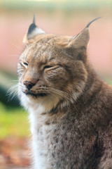 Beautiful close up soft portrait of a Eurasian lynx (Lynx lynx)

