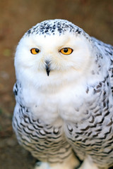 Close up portrait of the snowy owl (Bubo scandiacus), a white owl of the typical owl family

