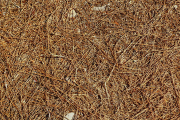 texture of coniferous needles on the ground
