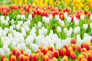 Colorful tulip flower in garden , Rayong Thailand, selective focus for background.
