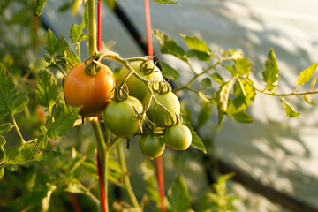 Tomatoes growing ina small countryside greenhouse.