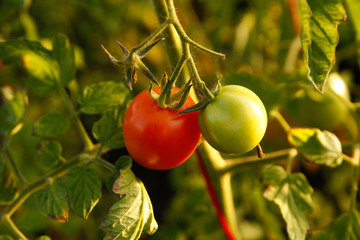 Beautiful tomatoes growing in a small countryside garden greenhouse.