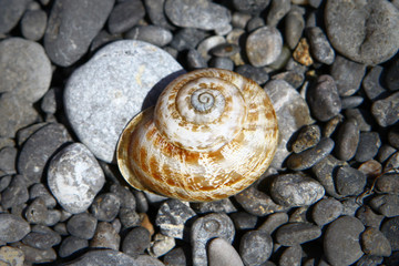 Photo of nature. The beautiful seashell on dark beach stones - black pebble stones on the beach.