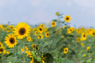 Obraz premium Beautiful landscape with sunflower