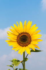 Fototapeta premium Blooming sunflower