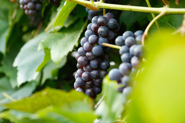 Beautiful home grown apes in a small countryside village garden.