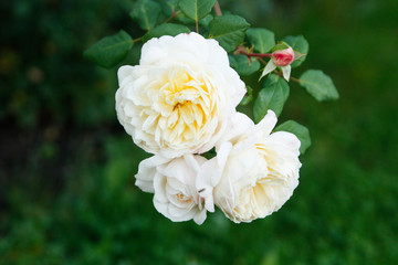 Beautiful white flowers in a countryside village home garden. 