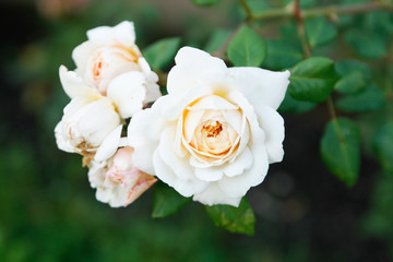 Beautiful white flowers in a countryside village home garden. 
