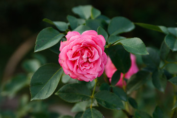 Beautiful home garden flower in a countryside village.