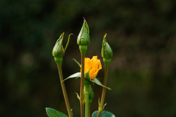Small,beautiful yellow flower with amazing bokeh. 