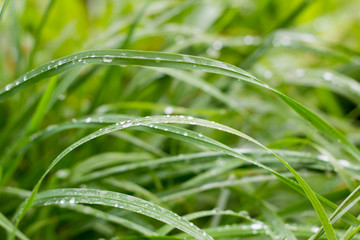 green autumn grass with raindrops close-up