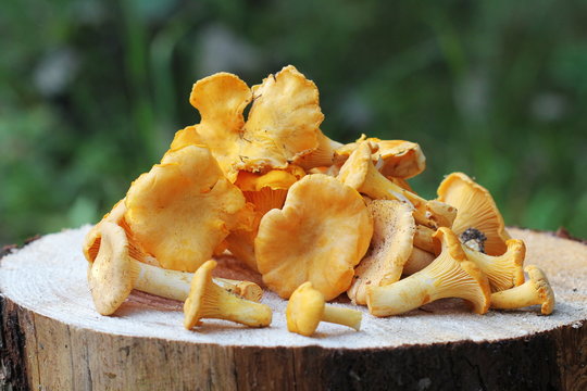 Wildt Chanterelle mushrooms on wood stump in forest