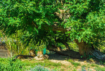 Cheetah family sitting down under a big tree in a a nature landscape