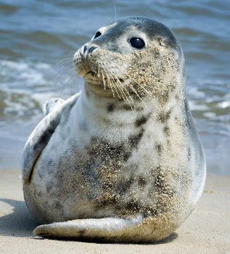 Seal On The Beach