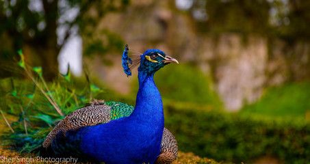 peacock in park