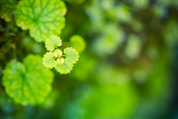 Green pant, nature environment. Ecology concept, green nature design