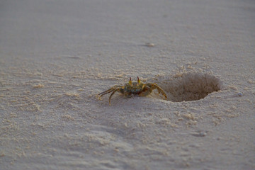 Crab on the beach at sunset