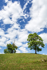 Baum auf einer Wiese vor einem blauen Himmel mit weissen Wolken