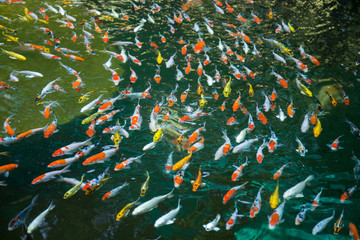 koi fish inside the pond