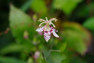 Tricyrtis macropoda (Yama-hototogisu)
