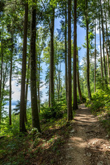 Fototapeta premium Wanderweg durch den Wald