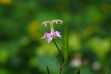 Tricyrtis macropoda (Yama-hototogisu)
