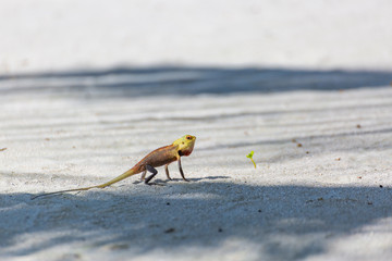 Lizard in sand. Tropical animal