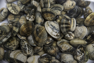 Close up of clams ready to be cooked