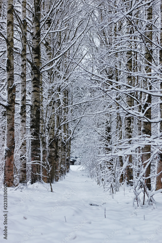 Wall mural winter forest covered snow