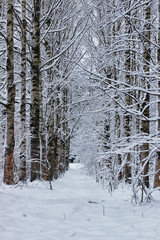 winter forest covered snow