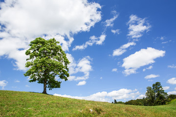Fototapeta na wymiar Baum auf einer Wiese vor einem blauen Himmel mit weissen Wolken
