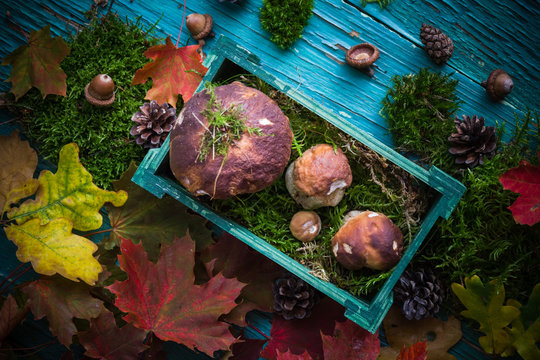 Autumn forest composition mushrooms basket