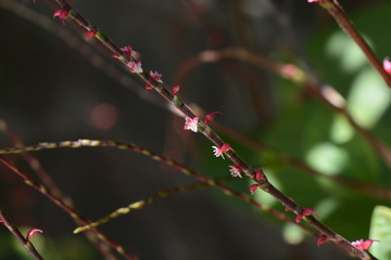 persicaria filiformis