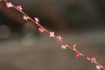 persicaria filiformis